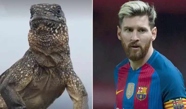 Si esta iguana jugara futbol, sería Messi