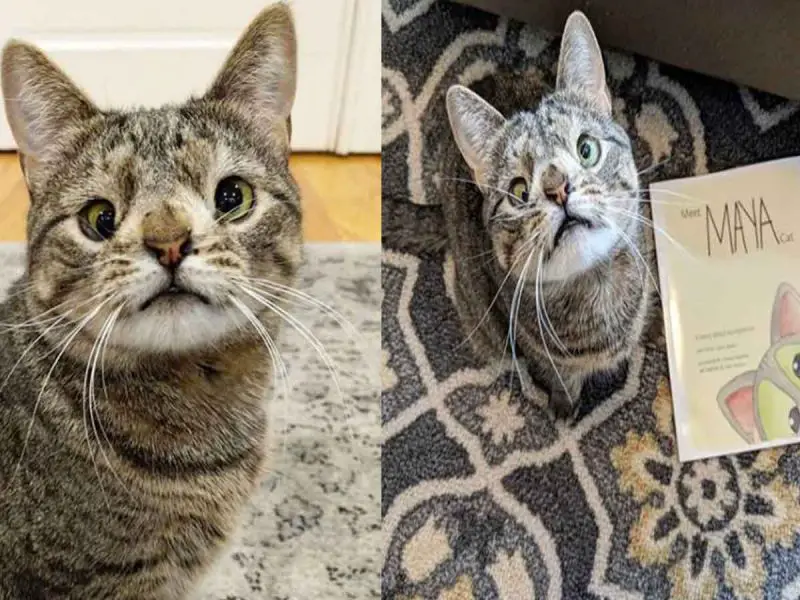 Ella es Maya, una gata con síndrome de Down que ya tiene un libro.