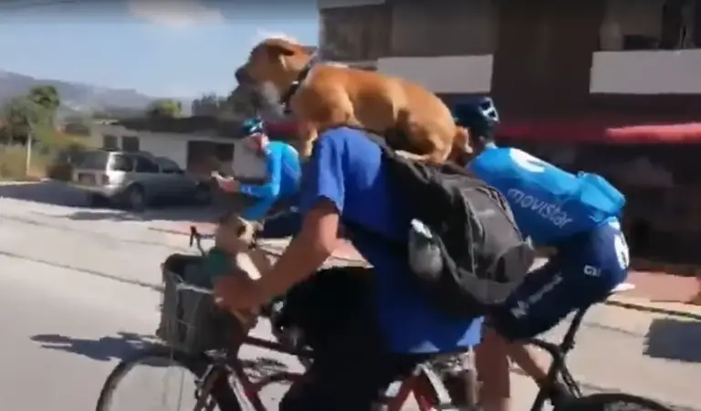 Cargando dos perros en una «paletera» retó a ciclistas del Movistar