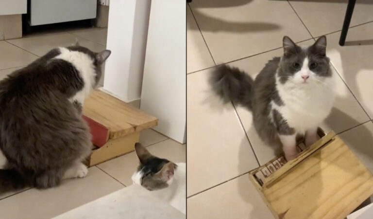 Limón, el viral gato pianista de TikTok
