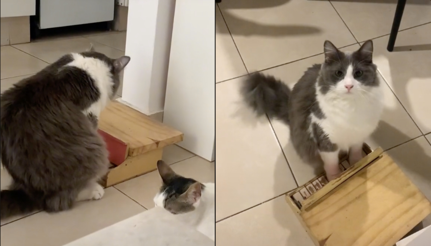 Limón, el viral gato pianista de TikTok