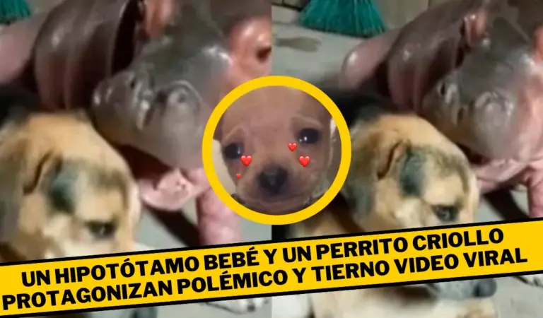 Una tierna e inusual amistad entre un perro criollo y un hipopótamo en Puerto Triunfo